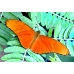 Dryas julia from Central America 5 pupae